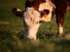 If they had obeyed Allah at once and slaughtered any cow they would find that would have been enough.